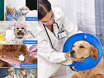  Aventura Animal Hospital: A Comprehensive Guide to Pet Care, Wellness, and Emergency Services in Aventura, FL